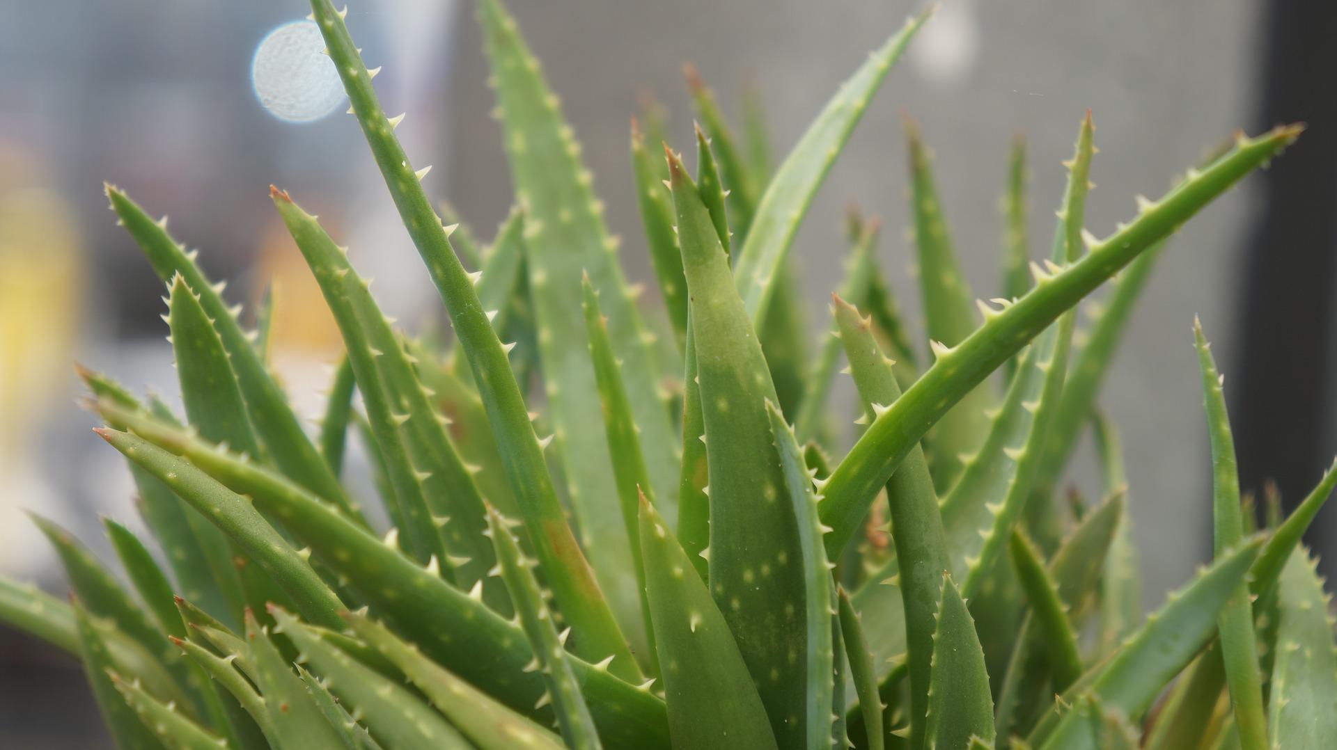 Aloe vera bitkisi bakımı ve solan aloe vera bitkisinin canlandırılması