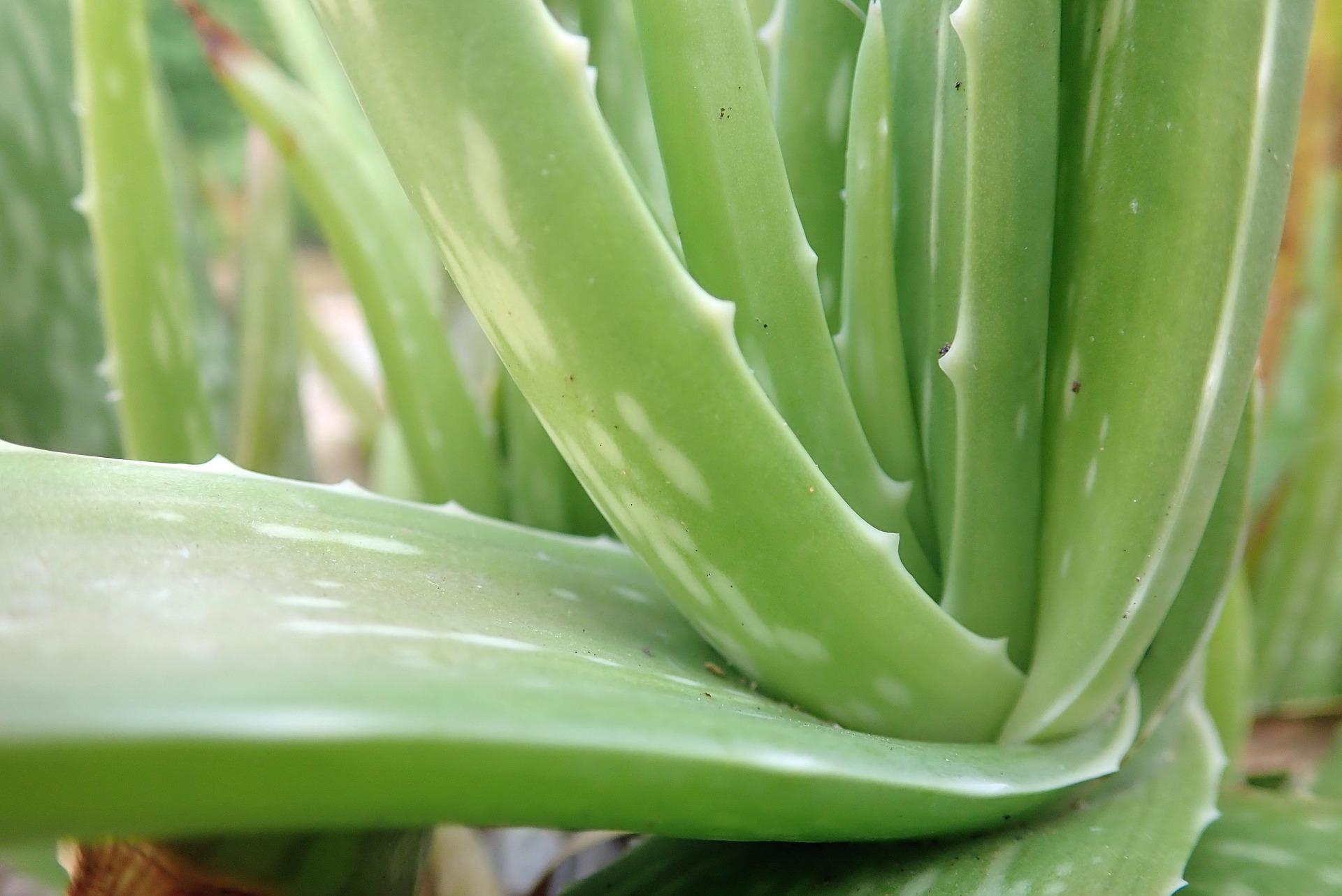 Aloe vera bitkisi bakımı ve solan aloe vera bitkisinin canlandırılması