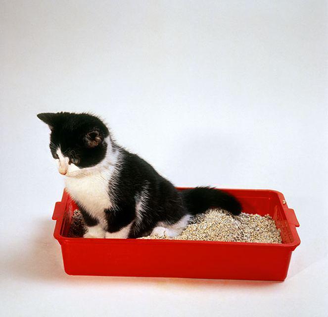 Kediler eğitilmeden nasıl kum kabını kullanır