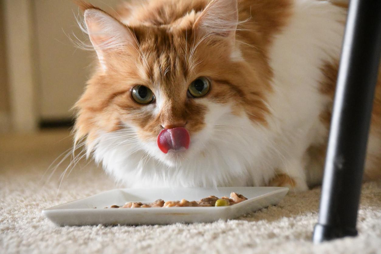Kedilere asla yedirmemeniz gereken 10 besin