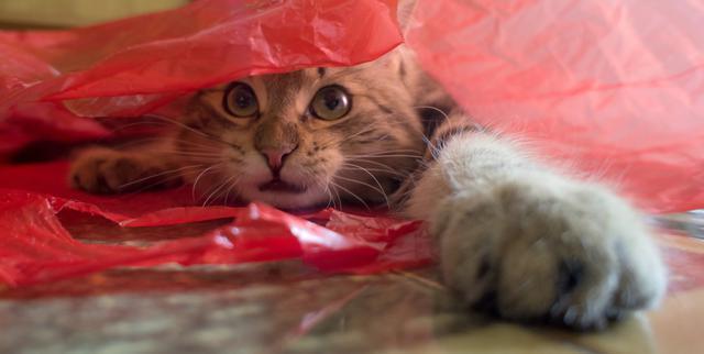 Soğuk havalarda kedileri üşümekten kurtarabilirsiniz: 4 adımda kedi evi yapımı