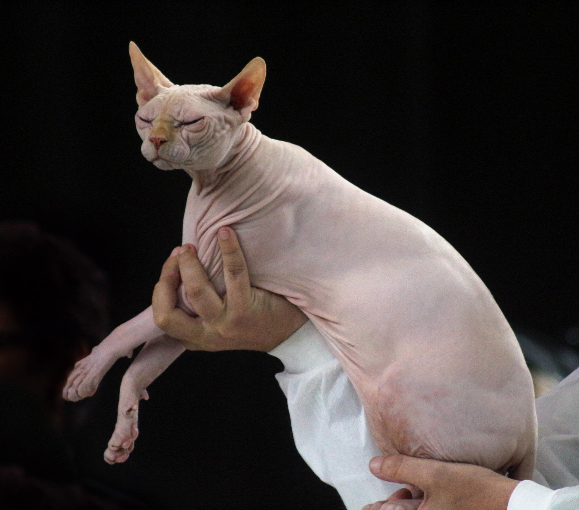 Sfenks - Mısır kedisi özellikleri, bakımı ve beslenmesi (Sfenks kedisi nedir Tüysüz kedi türleri)