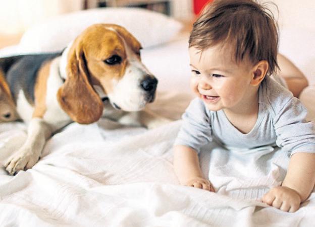 Köpeklere fısıldayan adam Cem Bakaçhan: Yavru köpek sahiplenmek için en iyi zamandayız, onlar yalnızlığın ilacı