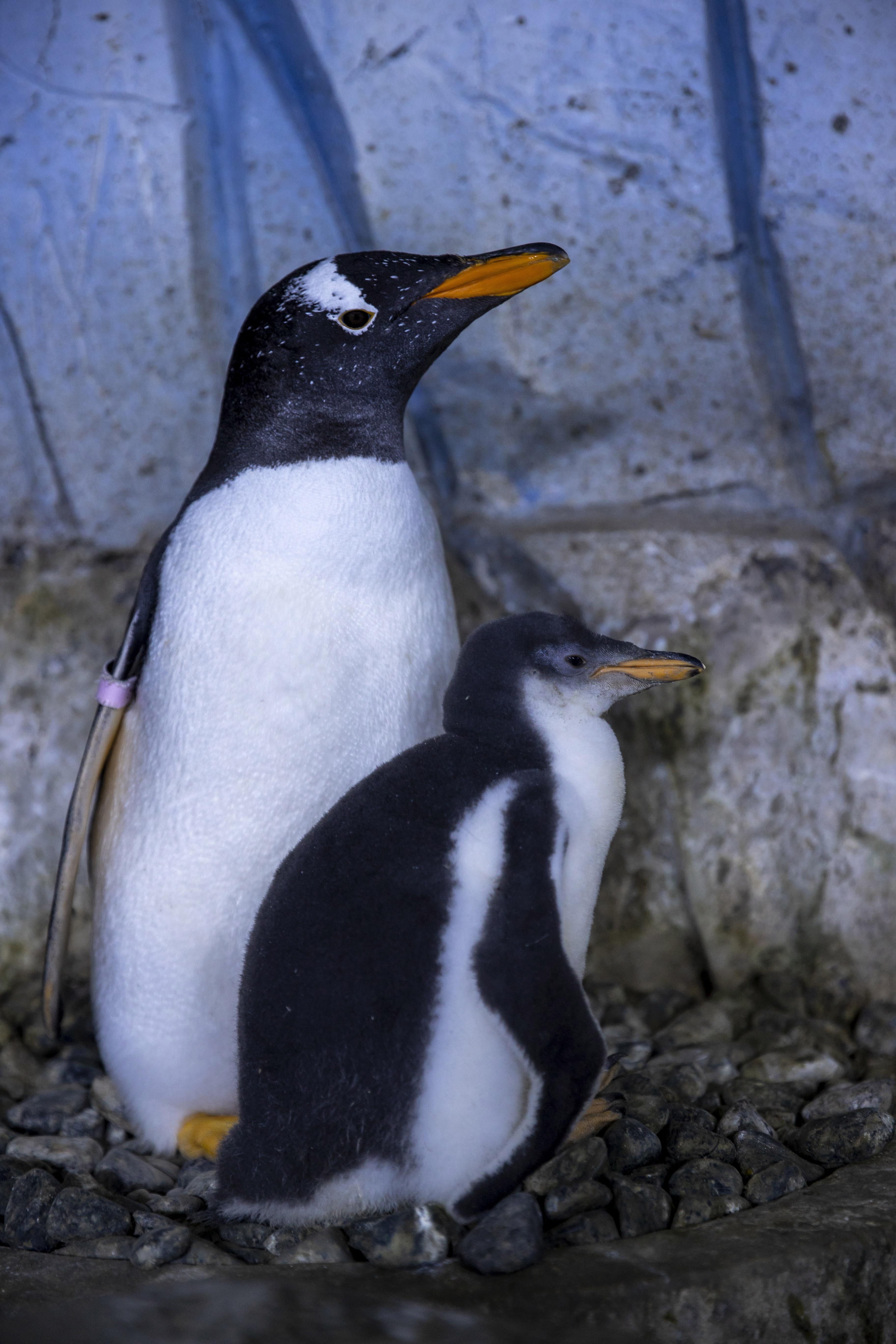 Türkiyenin ikinci bebek kutup pengueni ilgi odağı oldu