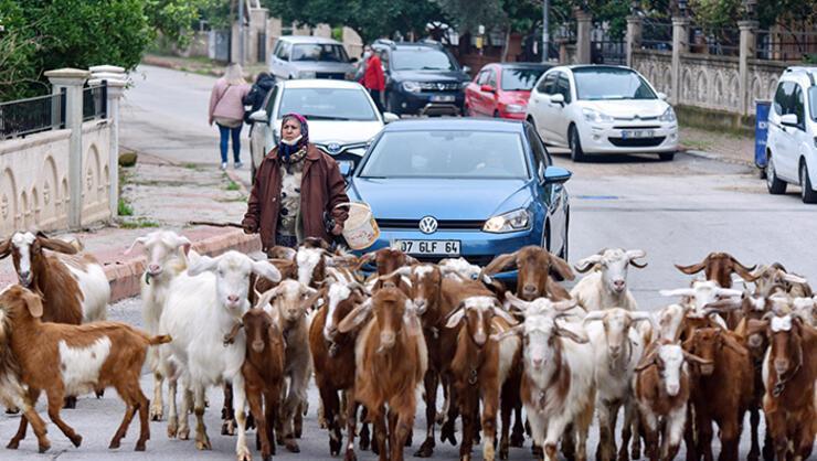 Şehirdeki çoban Menşure Teyze, keçilerinden vazgeçmiyor