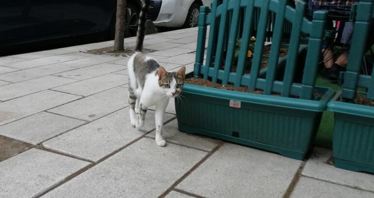 Kan donduran olay Kedi yediğini itiraf eden Japon vatandaşı sınır dışı edilecek