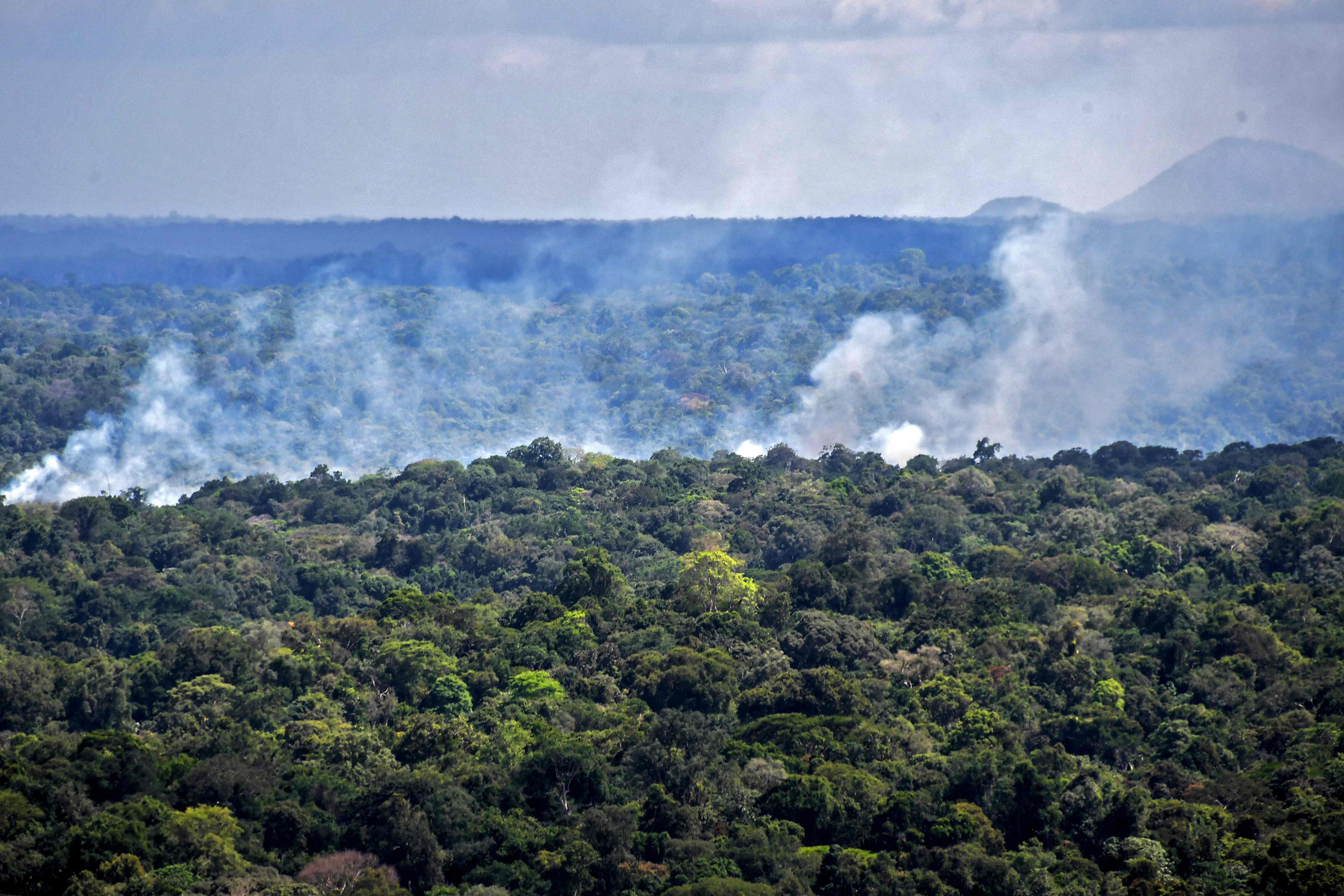 Orman katilleri Amazonları parsel parsel satmışlar