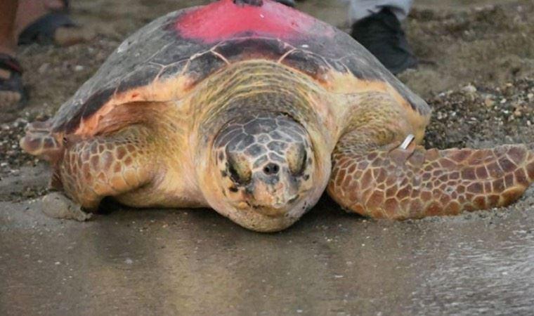 Uydu takip cihazıyla izlenen deniz kaplumbağası Tuba, 15 bin kilometre yol katetti