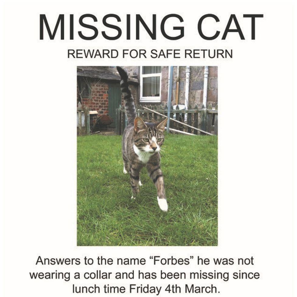 10 yıldır kayıp olan kedi evine geri döndü