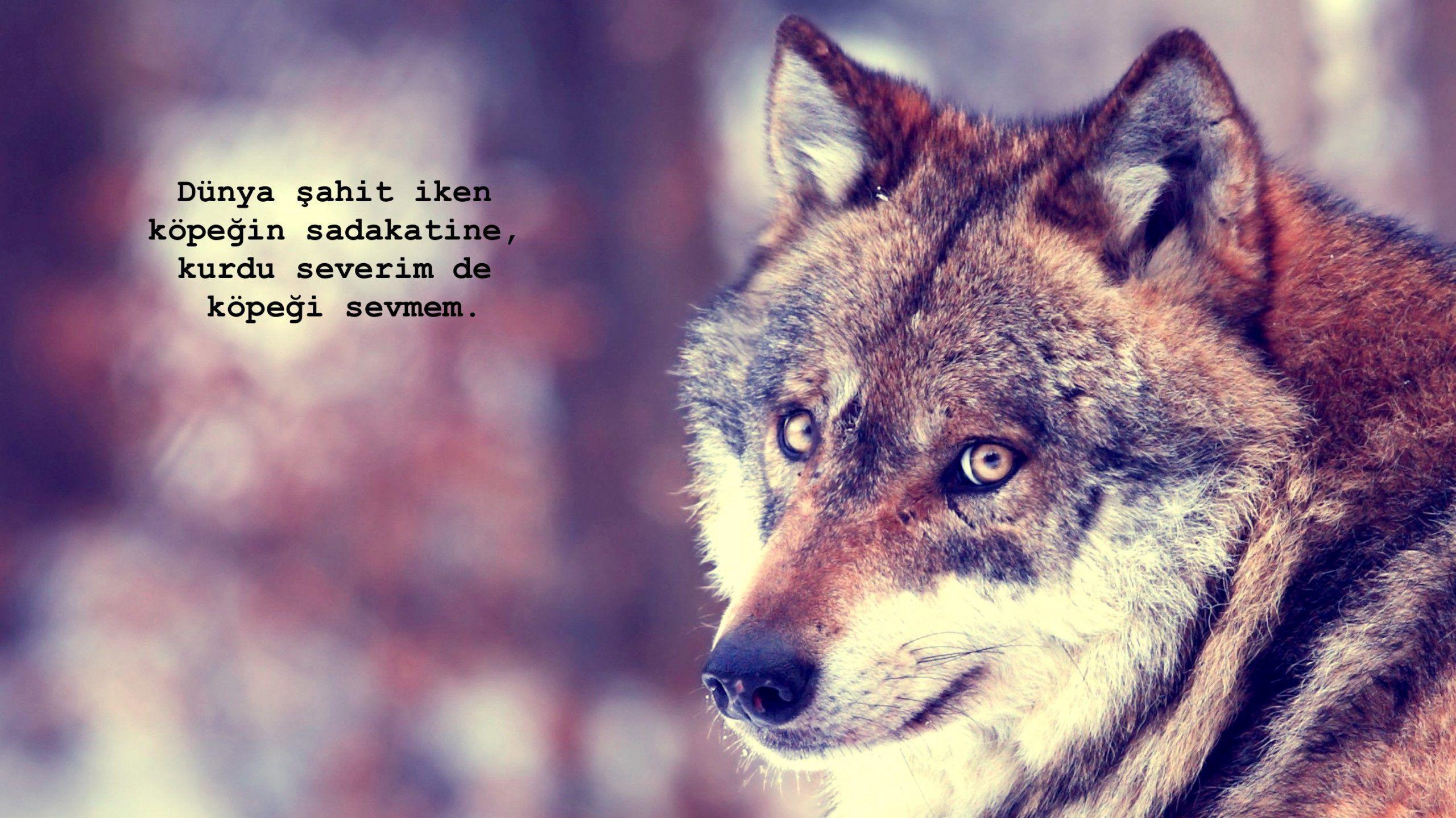 Words about the gray wolf: The most beautiful (short, meaningful and illustrated) quote about the gray wolf