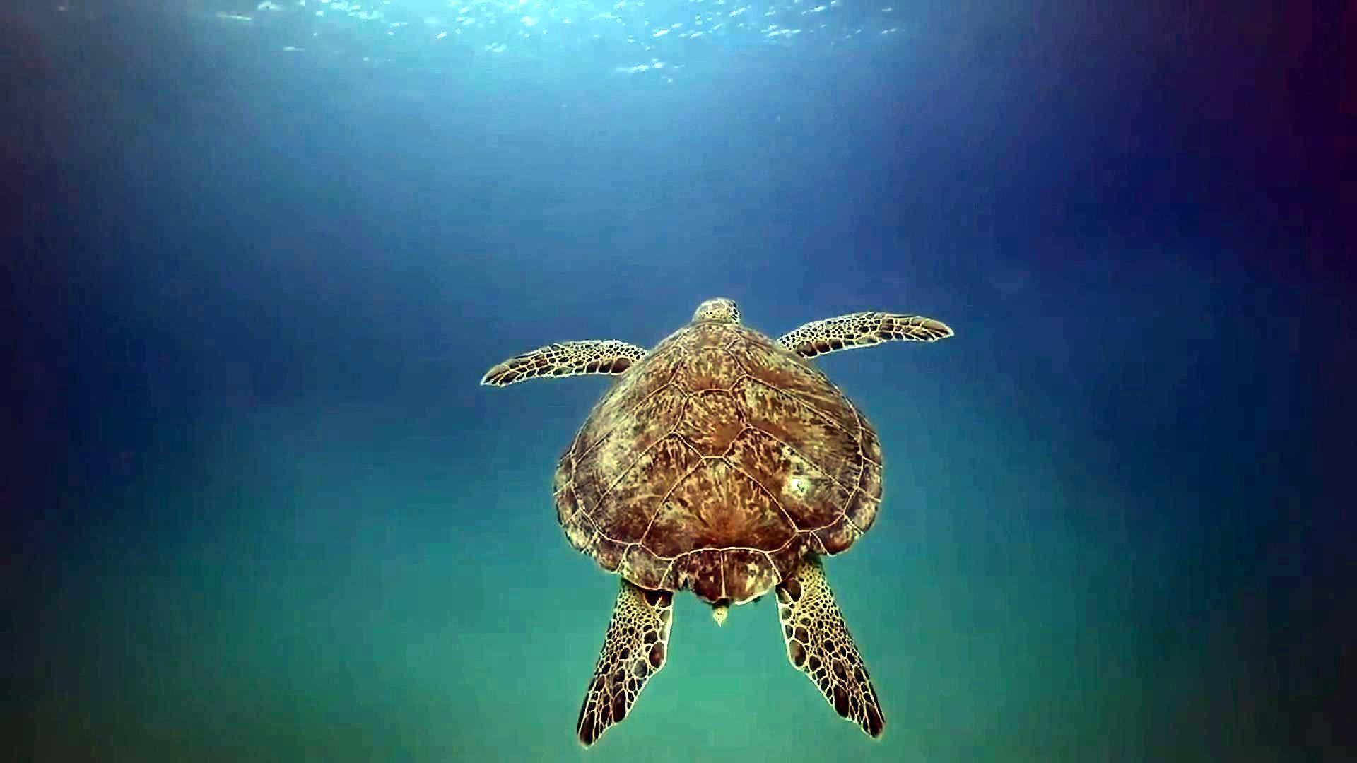 Deniz kaplumbağaları için plastik tehdidi