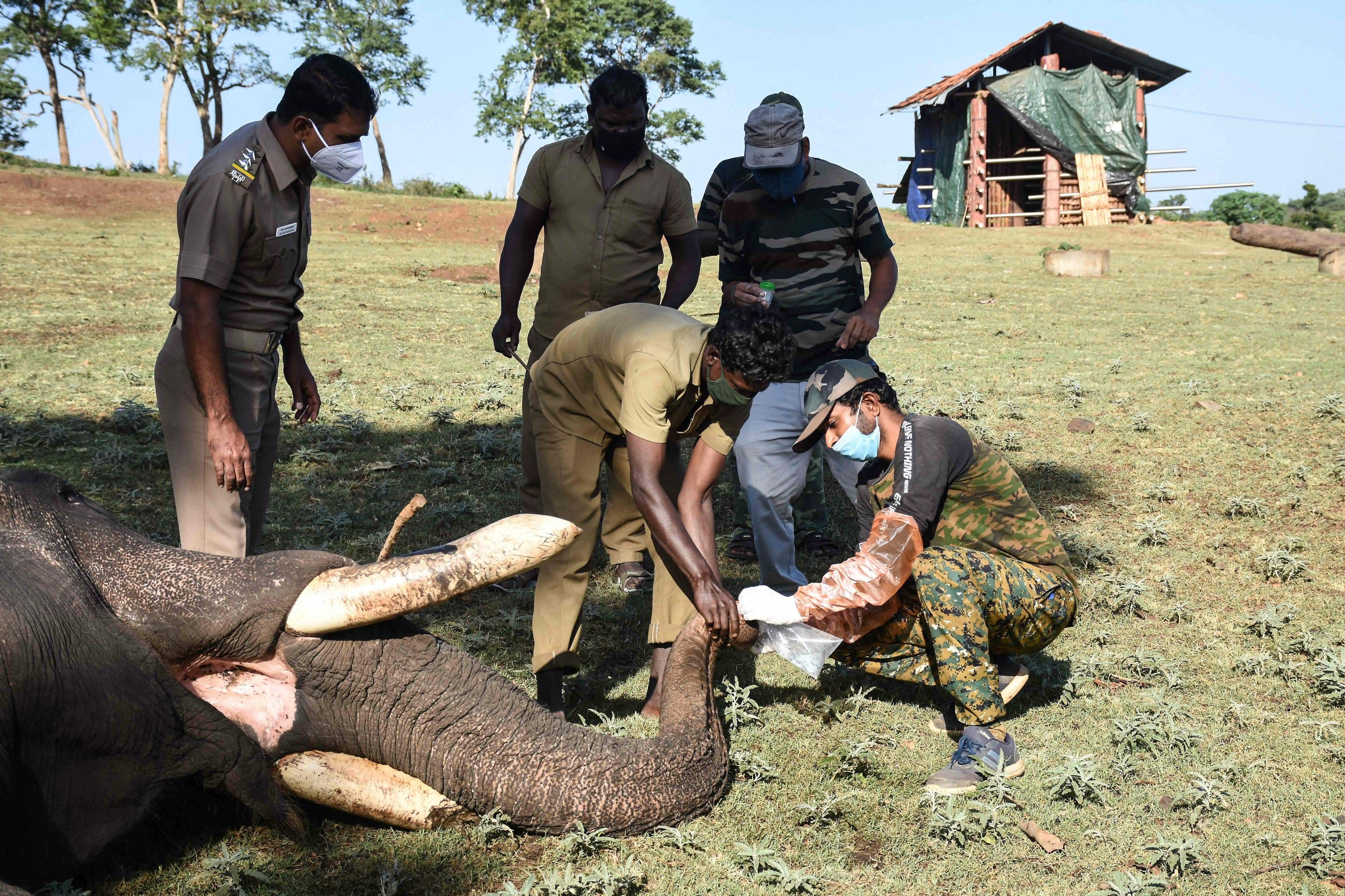 Hindistanda 28 fil koronavirüse yakalandı