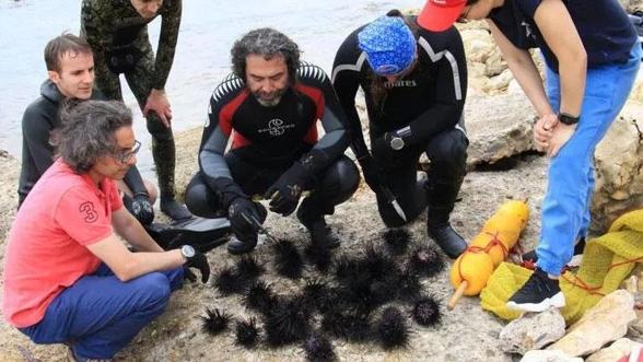Denize girerken dikkat Akdenizde dikenli zehirli deniz kestanesi tehlikesi