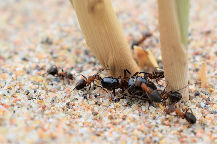 hareket tuzaklar Mutluyum  Evde çıkan karıncalar nasıl gider? Karıncalara doğal çözüm