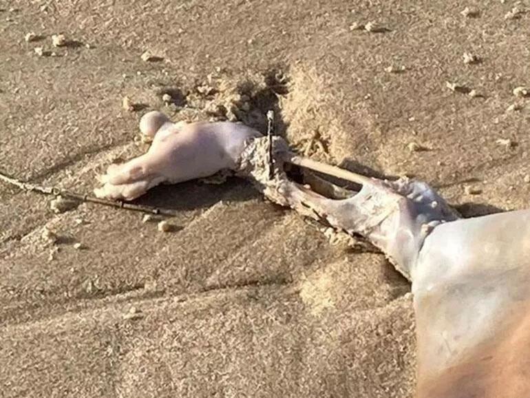 Elleri ve ayakları var Sahile vuran yaratık tanımlanamıyor