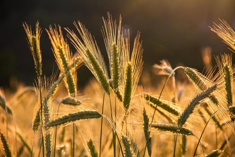Ukrayna’da kalan 20 milyon tonluk buğdaya AB eylem planı