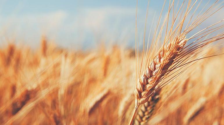 TMO buğday alım fiyatları 2022 belli oldu mu  Toprak Mahsulleri Ofisi 2022 buğday alım fiyatları ne zaman açıklanacak