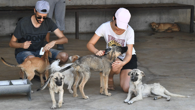Dog Attacked Tuğba Altıntopa Stray Animal Collection Campaign a été divisé en deux parties