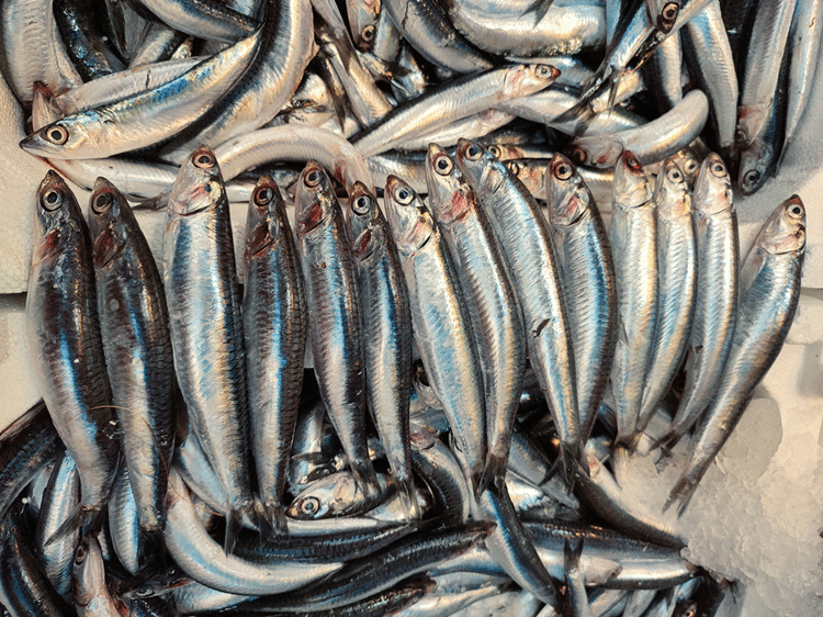Uzmanından açıklama: En besleyici balık, kılçıklarıyla tüketin! - Beden  Sağlığı
